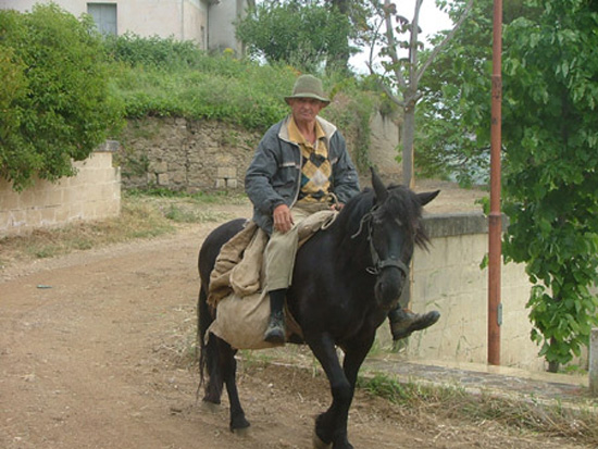 irsina (95)