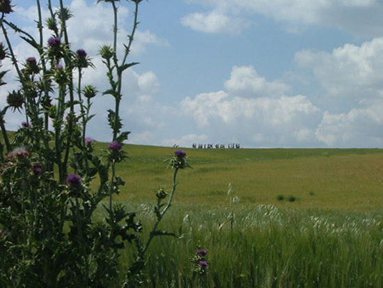 irsina (97)