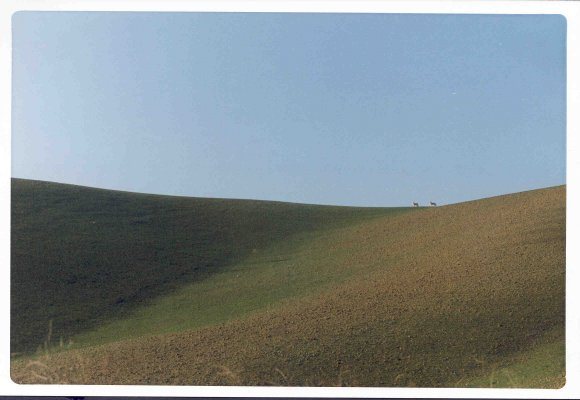 due cani all'orizzonte