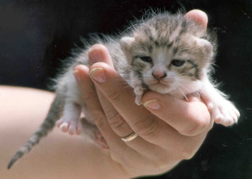 gattino1