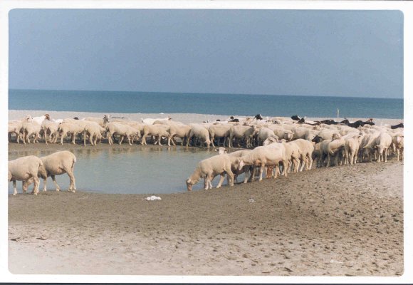 pecore al mare
