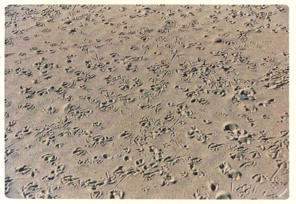 tracce sulla sabbia2