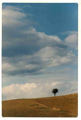 albero solitario