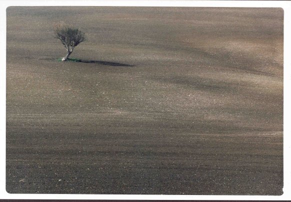 albero solitario4