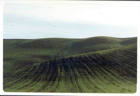 collina verde