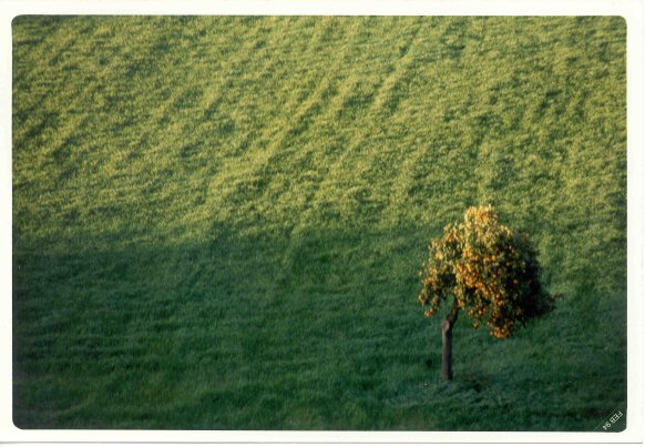 albero solitario 6