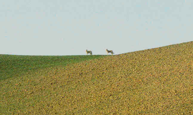 due cani all'orizzonte(part.)