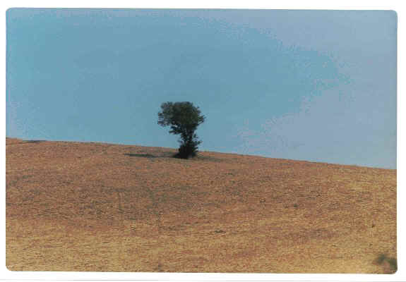 albero solitario3