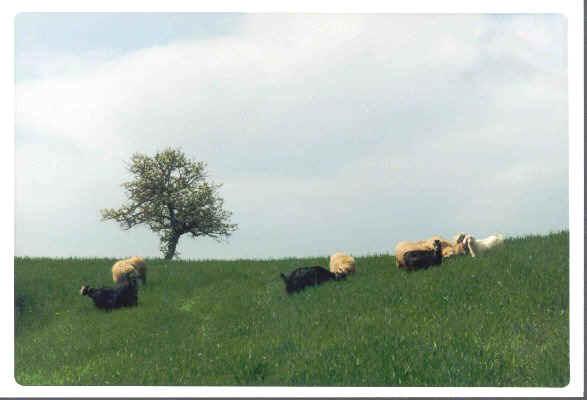 albero solitario e pecore