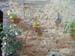 pienza (17)