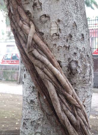 catania (56)