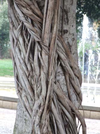 catania (58)