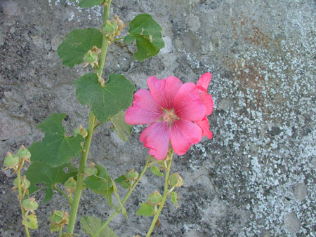 DSCF8074