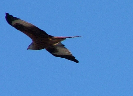 DSCF8144