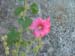 DSCF8074