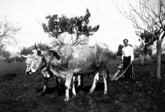 aratura.con.buoi