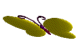 butterfly2.gif (8504 byte)
